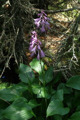 Hosta sieboldii