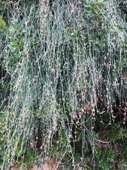 Ephedra foeminea