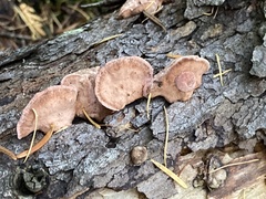 Rhodofomes cajanderi