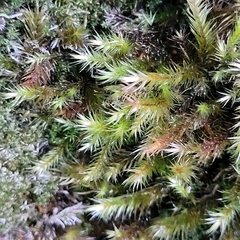 Orthothecium rufescens