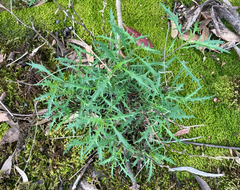 Lithotoma axillaris