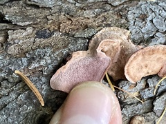 Rhodofomes cajanderi