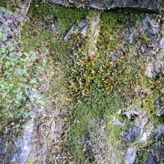 Orthothecium rufescens