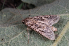 Spodoptera littoralis
