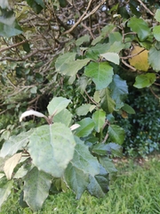 Brachyglottis repanda