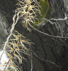 Rhinerrhiza divitiflora