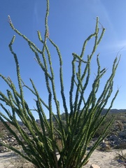 Fouquieria splendens splendens