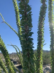 Fouquieria splendens splendens