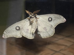 Opodiphthera eucalypti