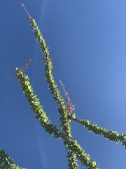 Fouquieria splendens splendens