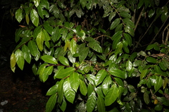 Phyllanthaceae