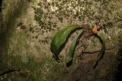 Monogramma acrocarpa