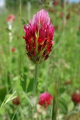 Trifolium incarnatum