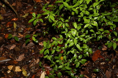 Psychotria