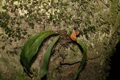 Monogramma acrocarpa