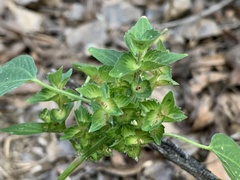 Acalypha neomexicana