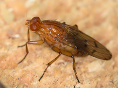 Dryomyzidae