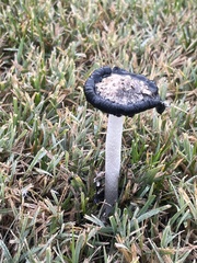 Coprinus