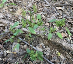 Acalypha neomexicana