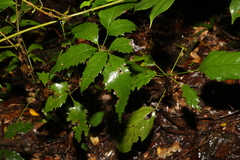 Mackinlaya confusa