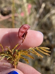 Desmanthus illinoensis