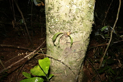 Monogramma acrocarpa