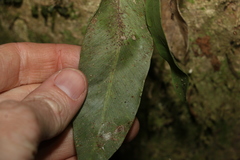 Monogramma acrocarpa
