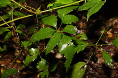 Mackinlaya confusa