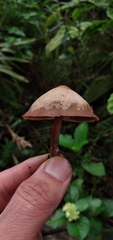 Psilocybe caerulescens
