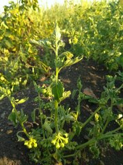 Solanum physalifolium