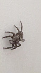 Plexippus paykulli
