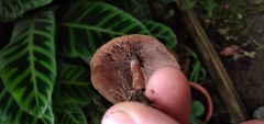 Psilocybe caerulescens