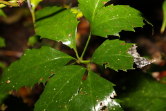 Mackinlaya confusa