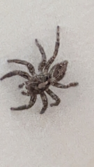 Plexippus paykulli
