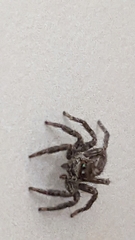 Plexippus paykulli
