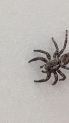 Plexippus paykulli