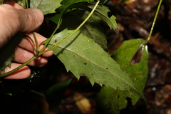 Mackinlaya confusa