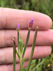 Epilobium billardiereanum