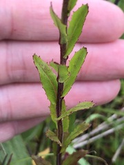 Epilobium billardiereanum