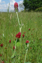 Trifolium incarnatum