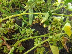 Solanum physalifolium