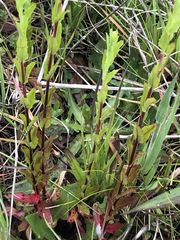 Epilobium billardiereanum