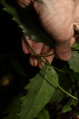 Mackinlaya confusa