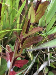 Epilobium billardiereanum