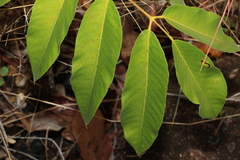 Canarium australianum