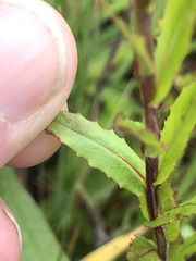 Epilobium billardiereanum
