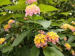Lantana camara