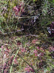 Drosera rosulata