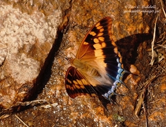 Charaxes guderiana guderiana