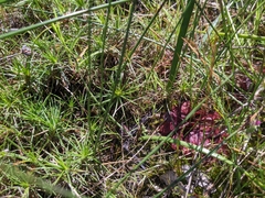 Drosera rosulata